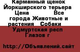 Карманный щенок Йоркширского терьера › Цена ­ 30 000 - Все города Животные и растения » Собаки   . Удмуртская респ.,Глазов г.